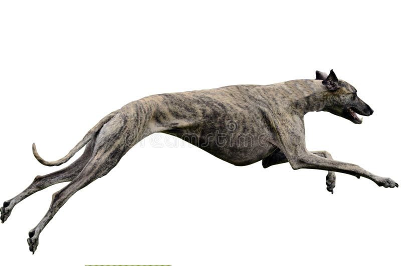 A male greyhound lure coursing. Clipping path included. A male greyhound lure coursing. Clipping path included