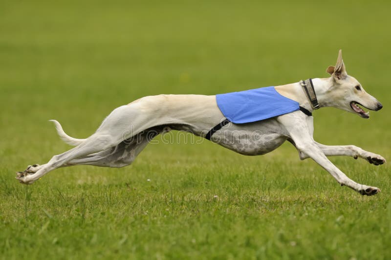 A male greyhound at full speed in the final championship. A male greyhound at full speed in the final championship