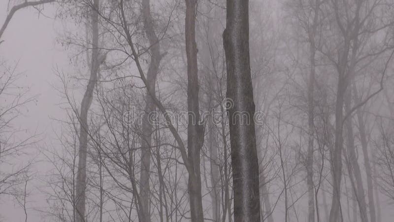 Windiger Schneesturm im Winterwald