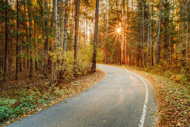 Winding Asphalt Road Path Walkway Through Autumn Forest Sunset Stock