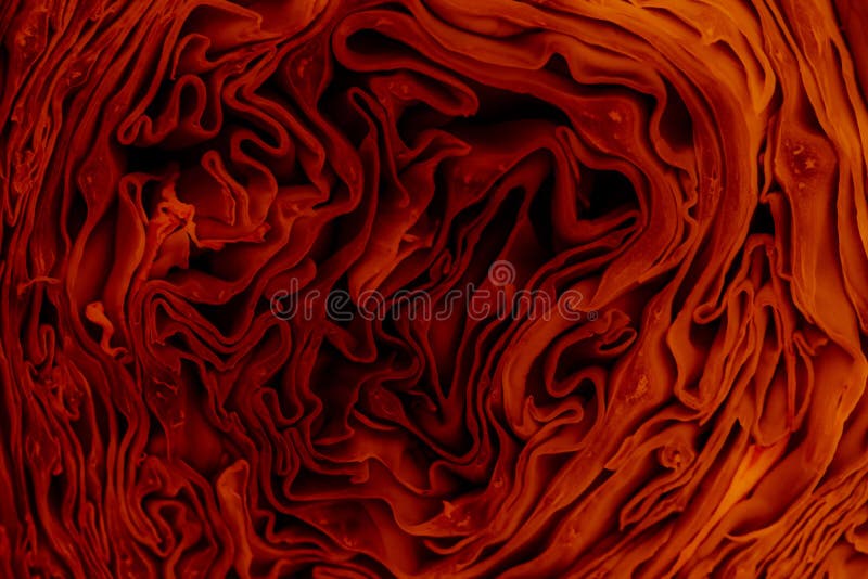 Winding background, brains, lines, close-up, abstraction style, alternative, art stock image