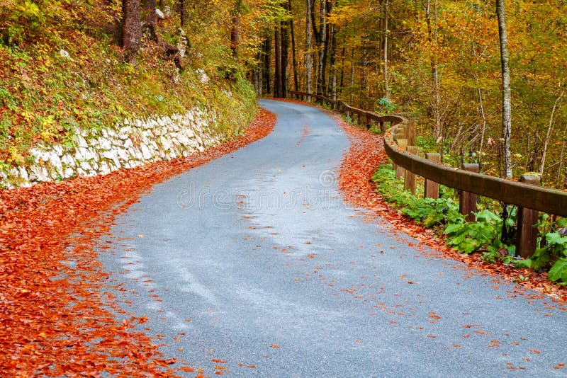 Winding forest road in beautiful autumn colors near Bohinj lake