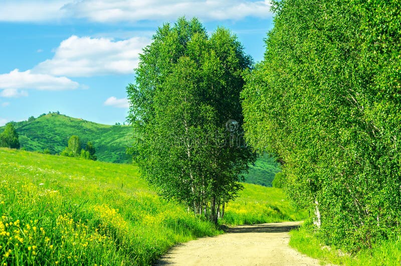 Winding Highland Country Road with Grassy Hillside and Birch Trees along the Road on a Hot Summer Day royalty free stock photography Winding Highland Country Road with Grassy Hillside and Birch Trees along the Road on a Hot Summer Day royalty free stock photography
