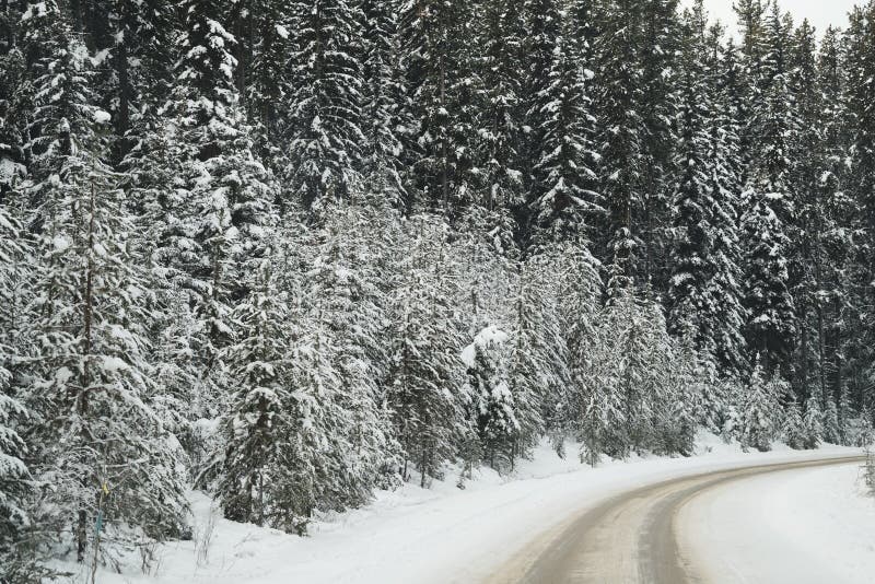 Winding road through a beautiful winter scene along Banff National Park Bow Valley Parkway, with snowy pine trees and icy roads stock photography Winding road through a beautiful winter scene along Banff National Park Bow Valley Parkway, with snowy pine trees and icy roads stock photography