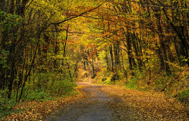 Winding road through dark autumn forest