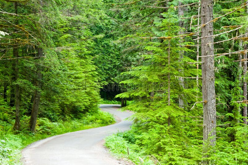 Winding Road in Forest