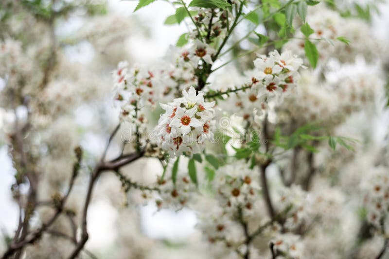 Winding tree blooms in spring royalty free stock photos