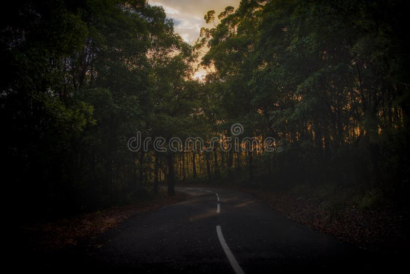 Winding Wet Road into Forrest Stock Photo - Image of queensland, leaves ...