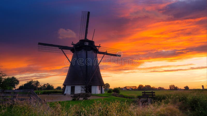 Windmills in the Netherlands. Historic buildings. Agriculture. Summer landscape during sunset.