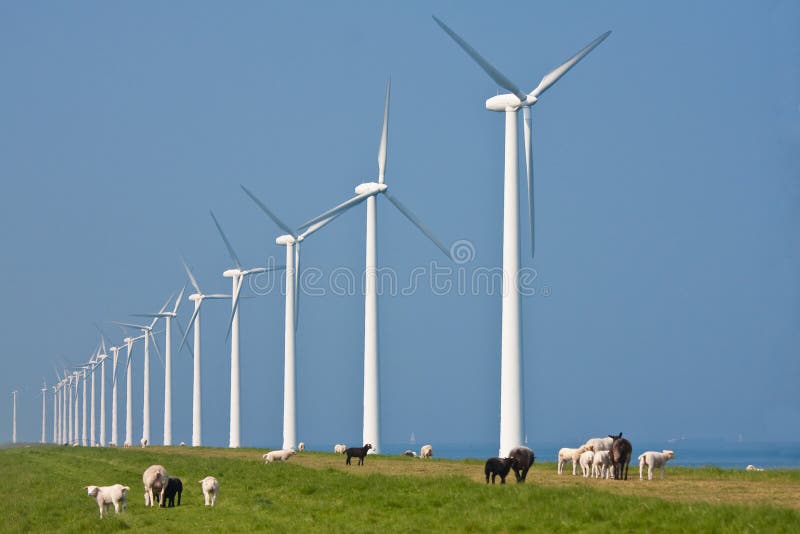 Windmills and sheep
