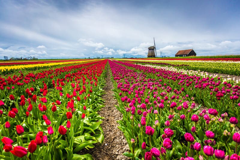 images Field Full Of Flowers Near Me windmills and tulips holland field