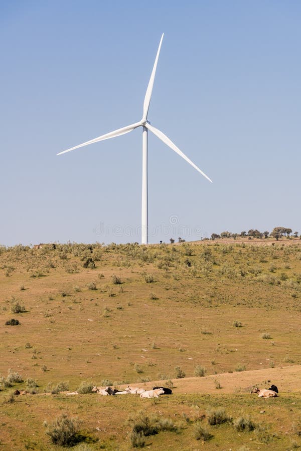 Windmolen op een duidelijke blauwe hemel in de Siërra del Merengue naast een weide met koeien in Plasencia royalty-vrije stock foto Windmolen op een duidelijke blauwe hemel in de Siërra del Merengue naast een weide met koeien in Plasencia royalty-vrije stock foto