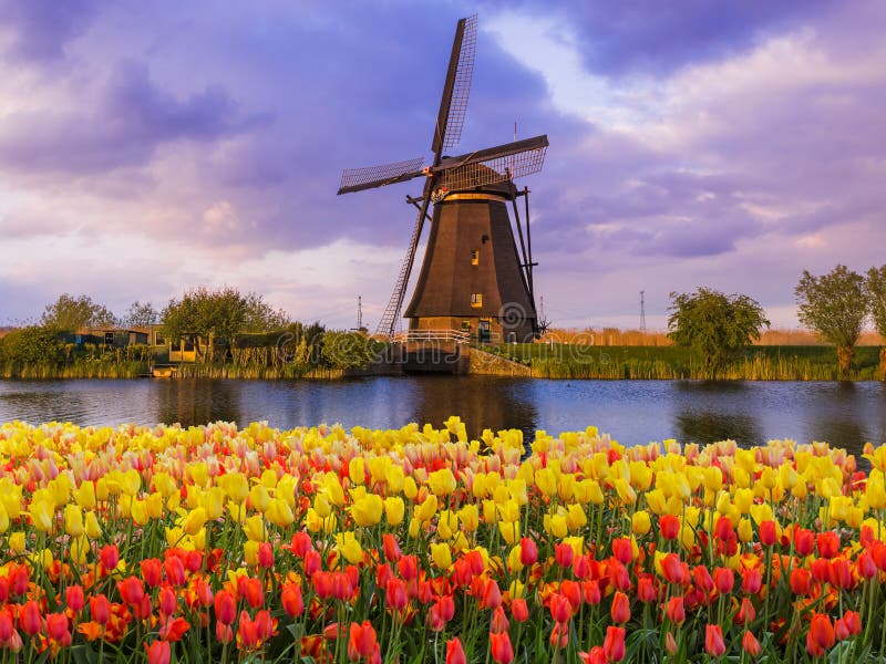 Windmolens en bloemen in Nederland