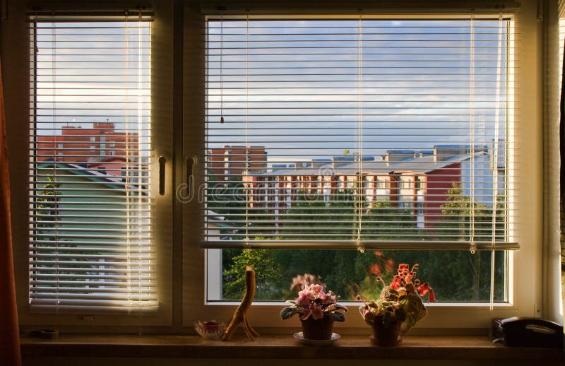 Window blinds stock photo. Image of blossoming, sill, window - 9945046