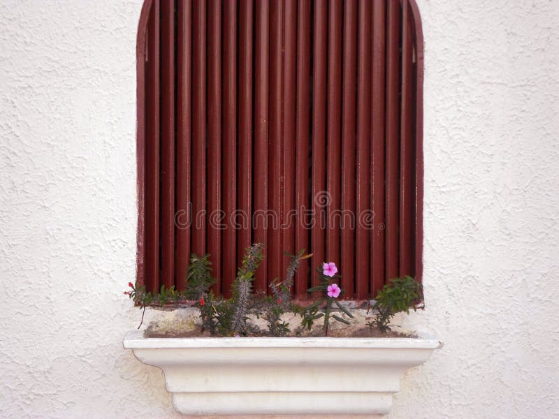 Window with Flower Pot and Cactus Stock Photo Image of wall, flowers