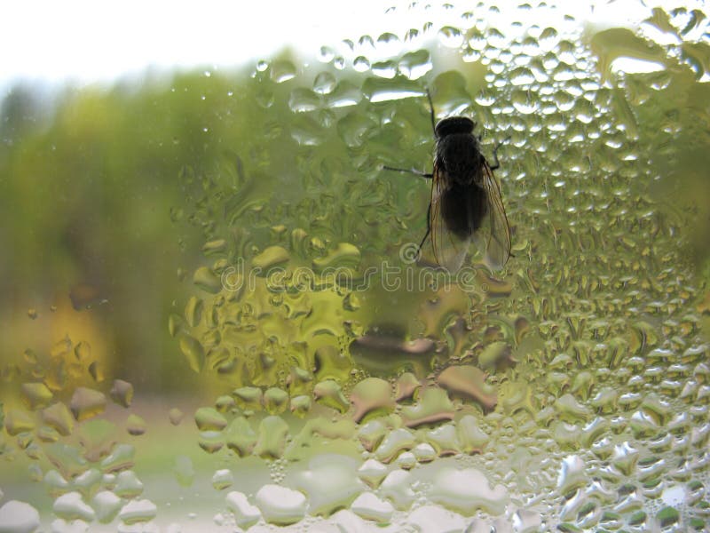 Window glass, fly and rain drops