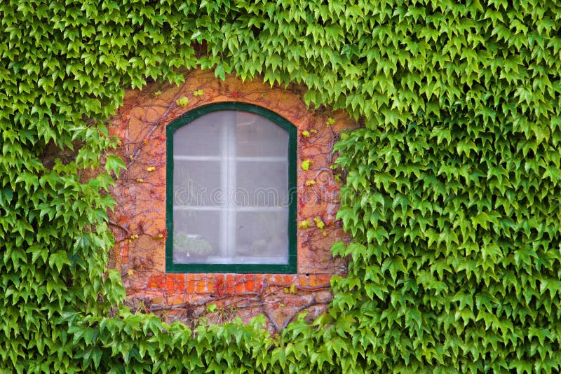 Window Through Green