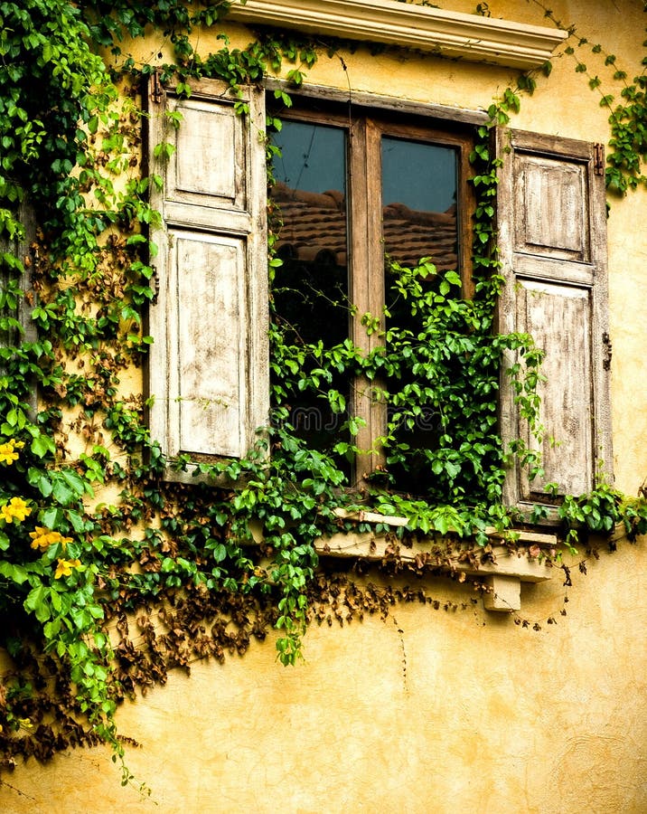 Window on ivy covered wall stock photo. Image of grown - 7150642