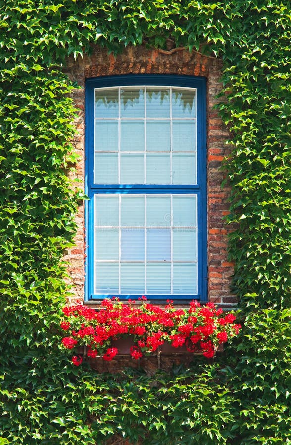 window and ivy