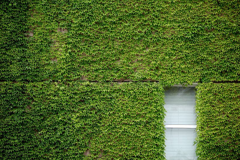 Window and ivy