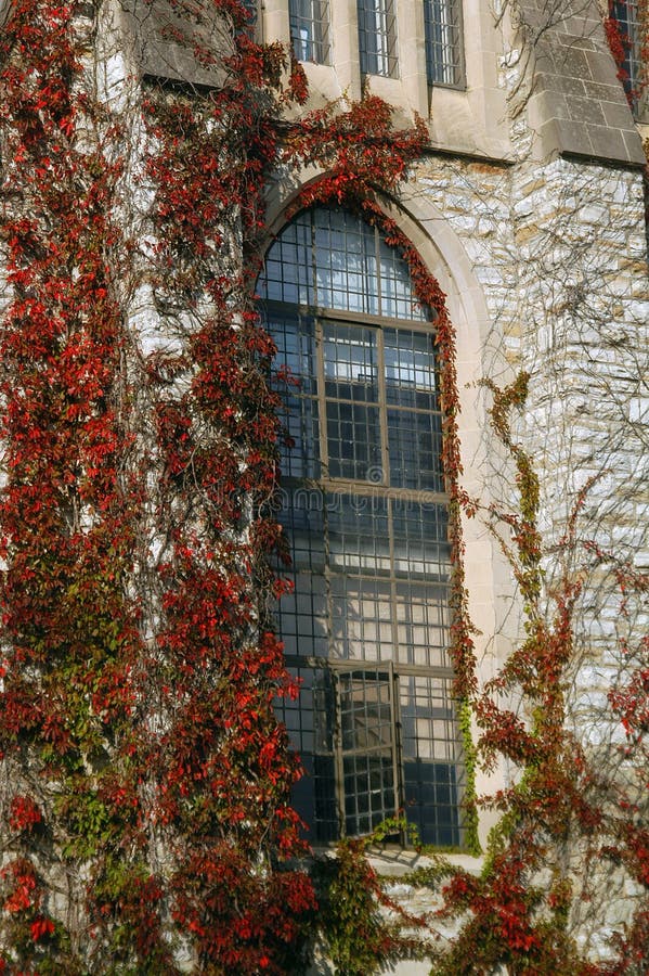 Window And Leaves