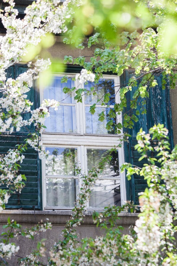 Window of an old house in city framed by spring branches of blossoming trees stock photography.