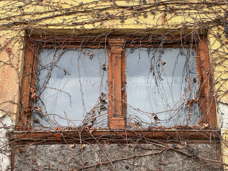 Window of an old house with climbing plants stock image