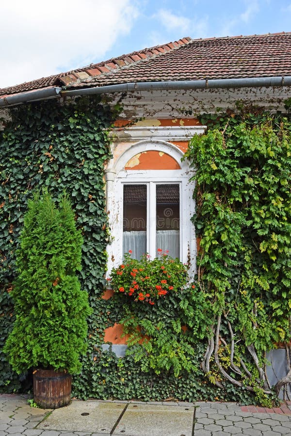 Window of an old house with flowers stock images