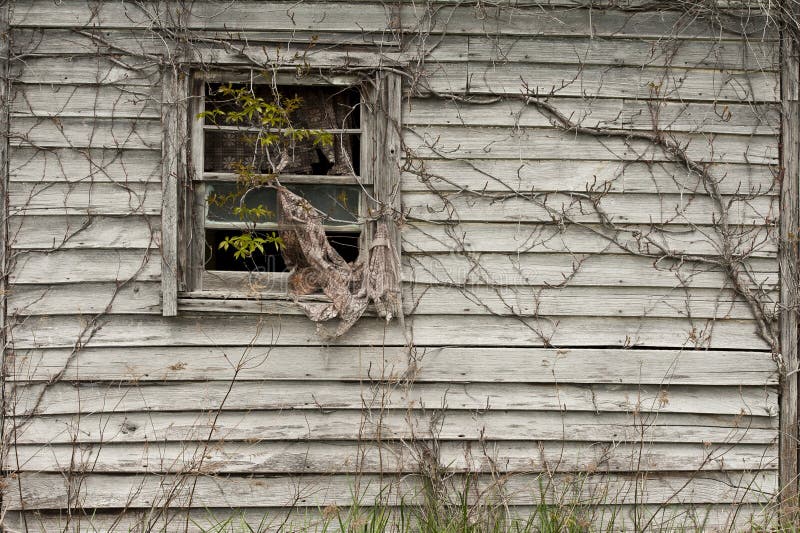 Window with vines royalty free stock image Window with vines royalty free stock image