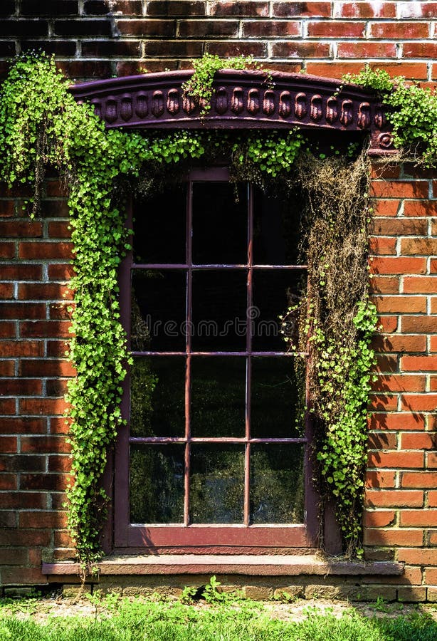 Window With Vines In And Out stock photo Window With Vines In And Out stock photo