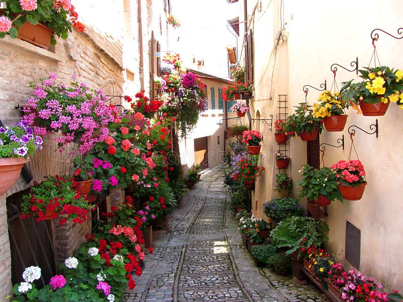 Alley of Roses stock image. Image of blooming, exterior - 26192795