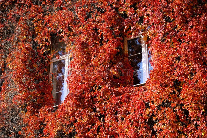 Windows surrounded by red Virginia creeper in fall. Autumn landscape