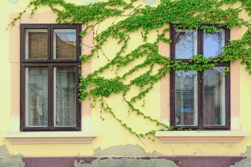 Windows on the Wall Which is Covered With Ivy