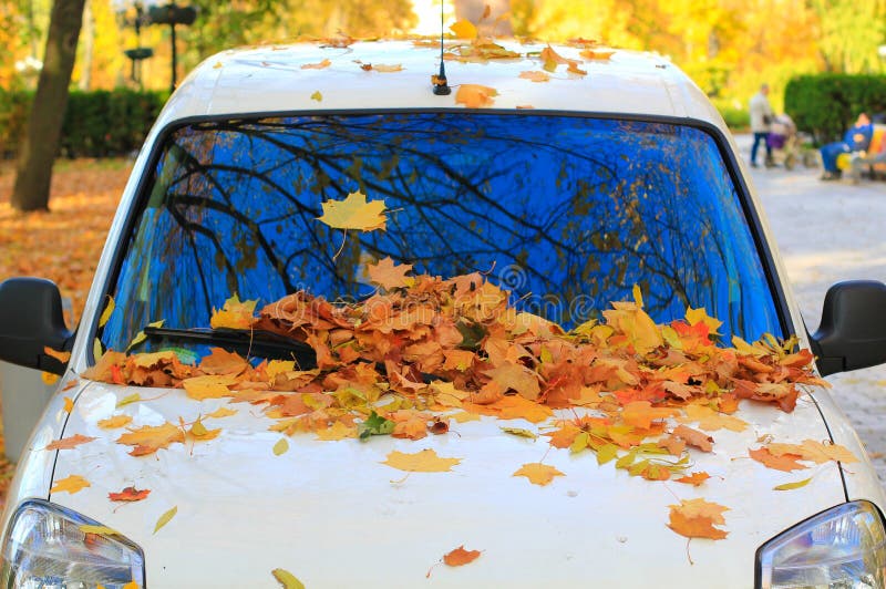 Windshield of a Car Covered in Yellow Maple Leaves Stock Image Image
