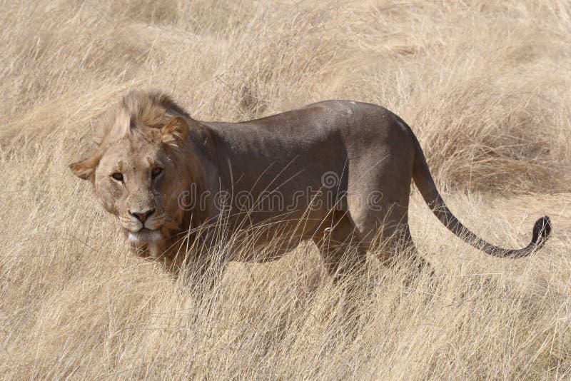A windswept male Lion standing in grassland in Etosha stock photos A windswept male Lion standing in grassland in Etosha stock photos