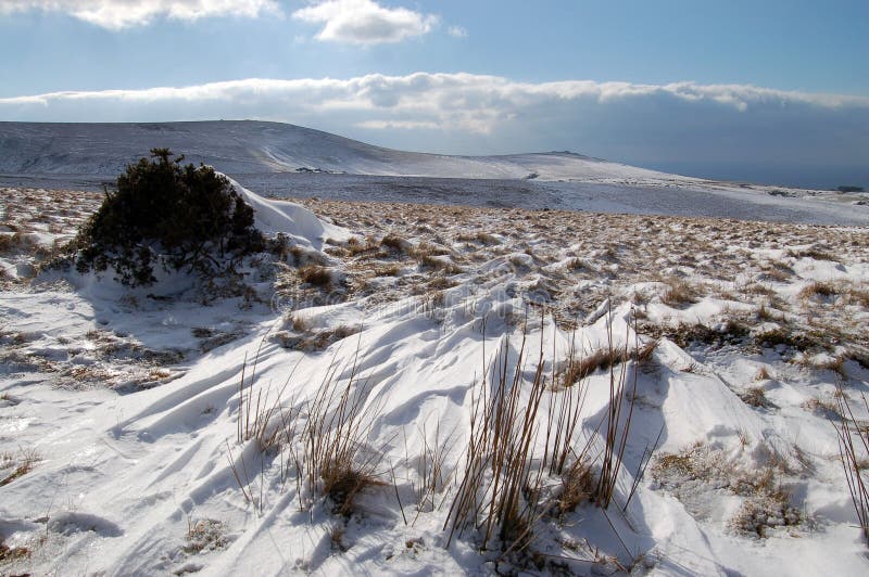 Windswept wilderness