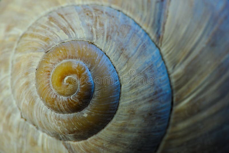 Windungen einer Schneckenhausnahaufnahme lizenzfreie stockfotos Windungen einer Schneckenhausnahaufnahme lizenzfreie stockfotos