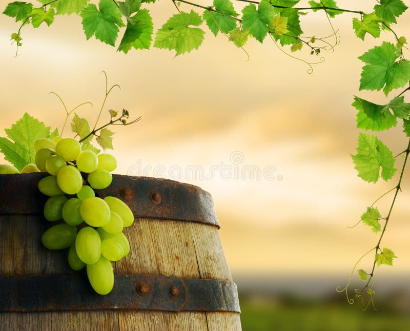 Vecchia botte di vino, uva e frutta fresca, vite di confine in vigna.