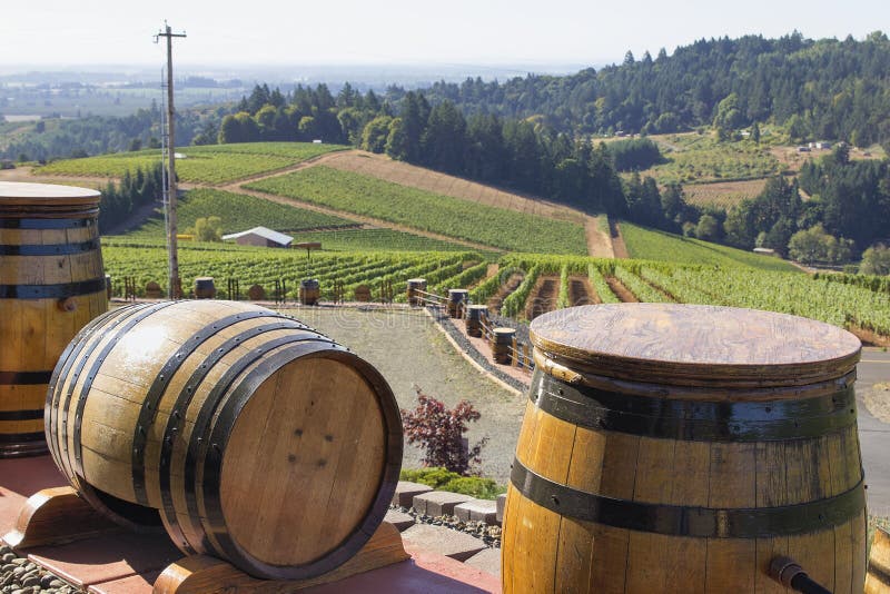 Wine Barrels in Vineyard