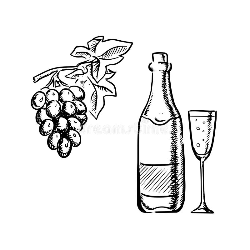 Wine bottle, glass and grapes sketch