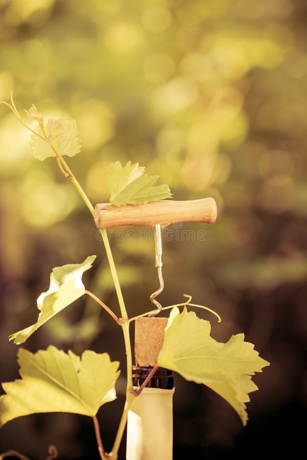 Wine bottle and vine stock photo. Image of ripe, leaves 59703062