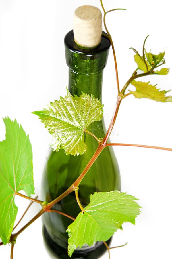 Wine bottle with young grape vine branch