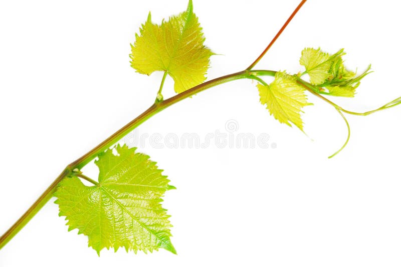 Wine branch