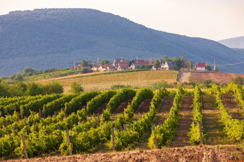 Wine Cellars in Bukkzserc, Hungary Stock Image Image of vineyard