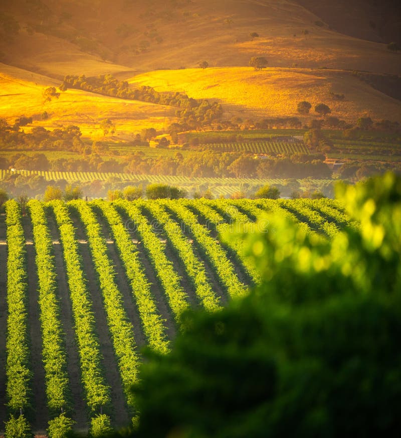 Wine Down stock image. Image of vineyard, fresh, travel 176978159
