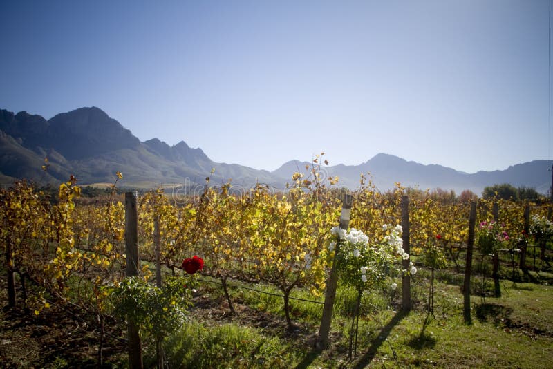 Wine estate landscape with mountains