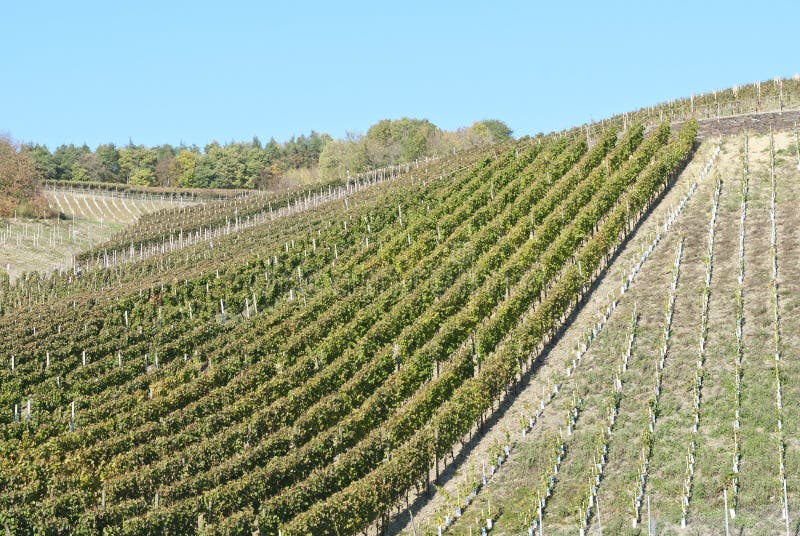 Wine Field stock photo. Image of grape, blue, germany 21724268