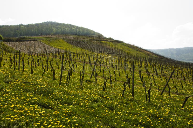 Wine Fields in Spring stock image. Image of plants, states 26261681