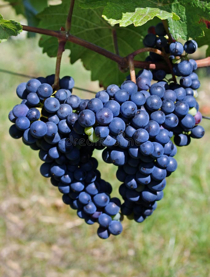 Wine grape