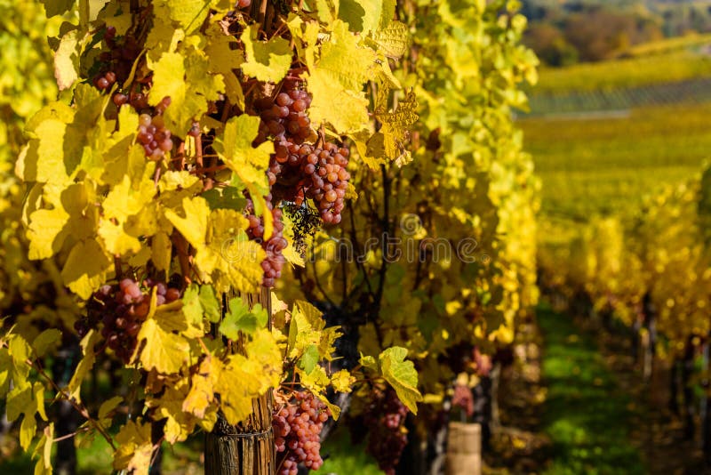 Wine Grape Harvest Season in the Vineyard Stock Image Image of